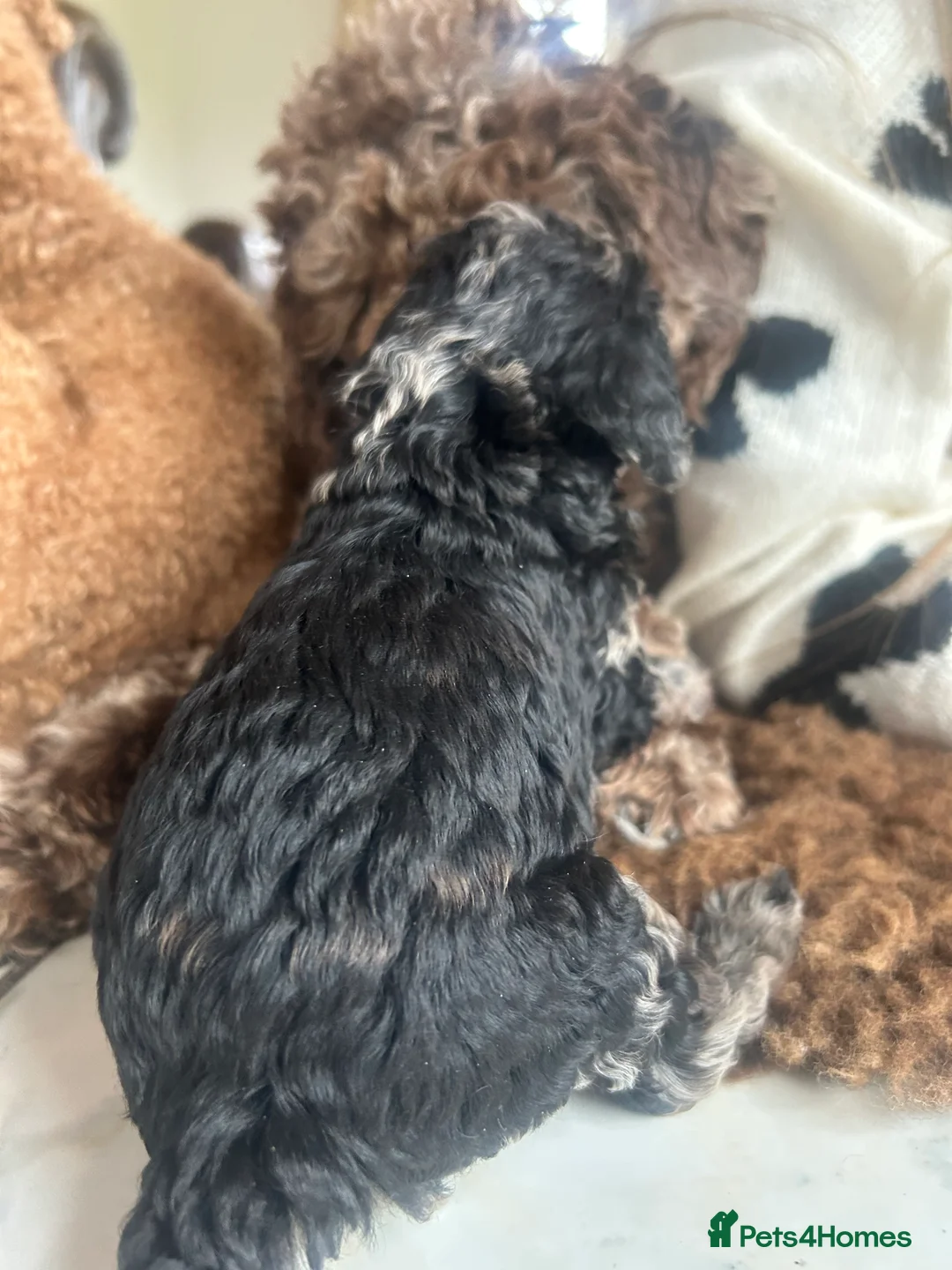 Mixed Breed dogs for sale: Poodle puppies - Advert 14