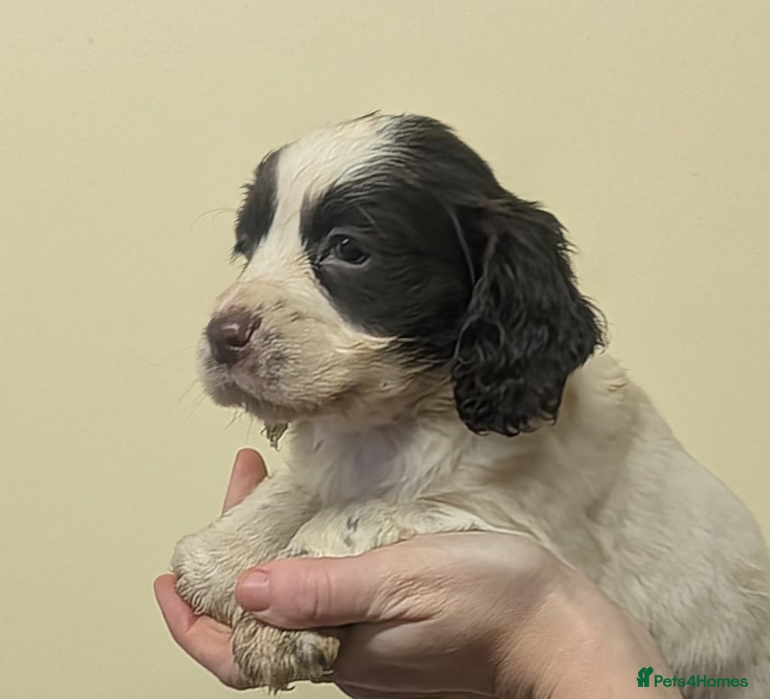 Cocker Spaniel dogs for sale: Cocker spaniel puppies  - Advert 4