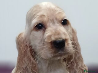 Cocker Spaniel dogs Show Cocker Spaniels KC reg. - Advert 15