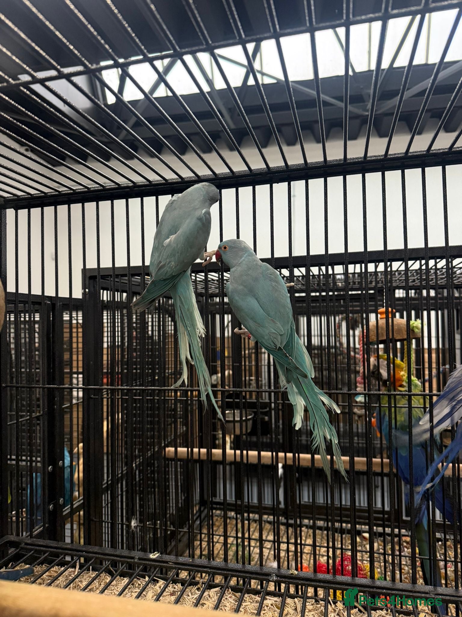 Ringnecks birds Stunning Baby Indian Ringnecks  - Advert 20