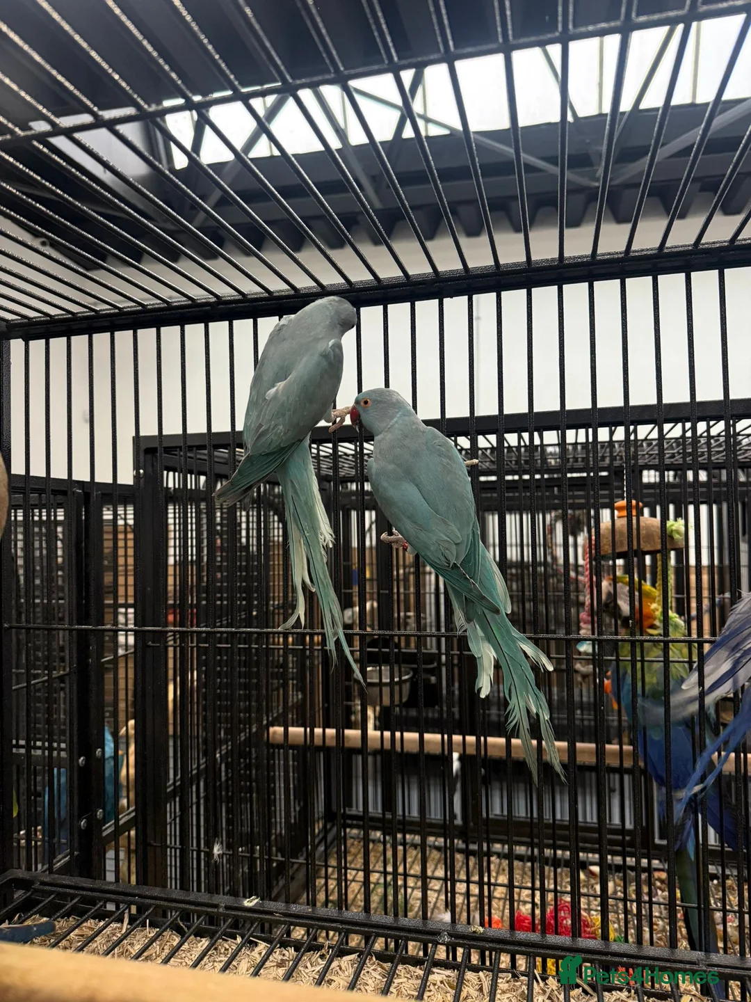 Ringnecks birds for sale: Stunning Baby Indian Ringnecks  - Advert 1