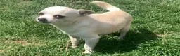 Chihuahua dogs for sale: Handsome 3-Year-Old Male Chihuahua in Salisbury - Advert 4