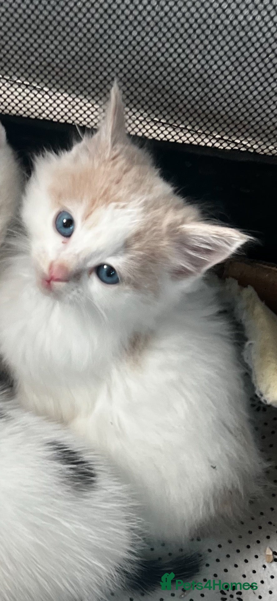 Mixed Breed cats 2 beautiful kittens left - Advert 2