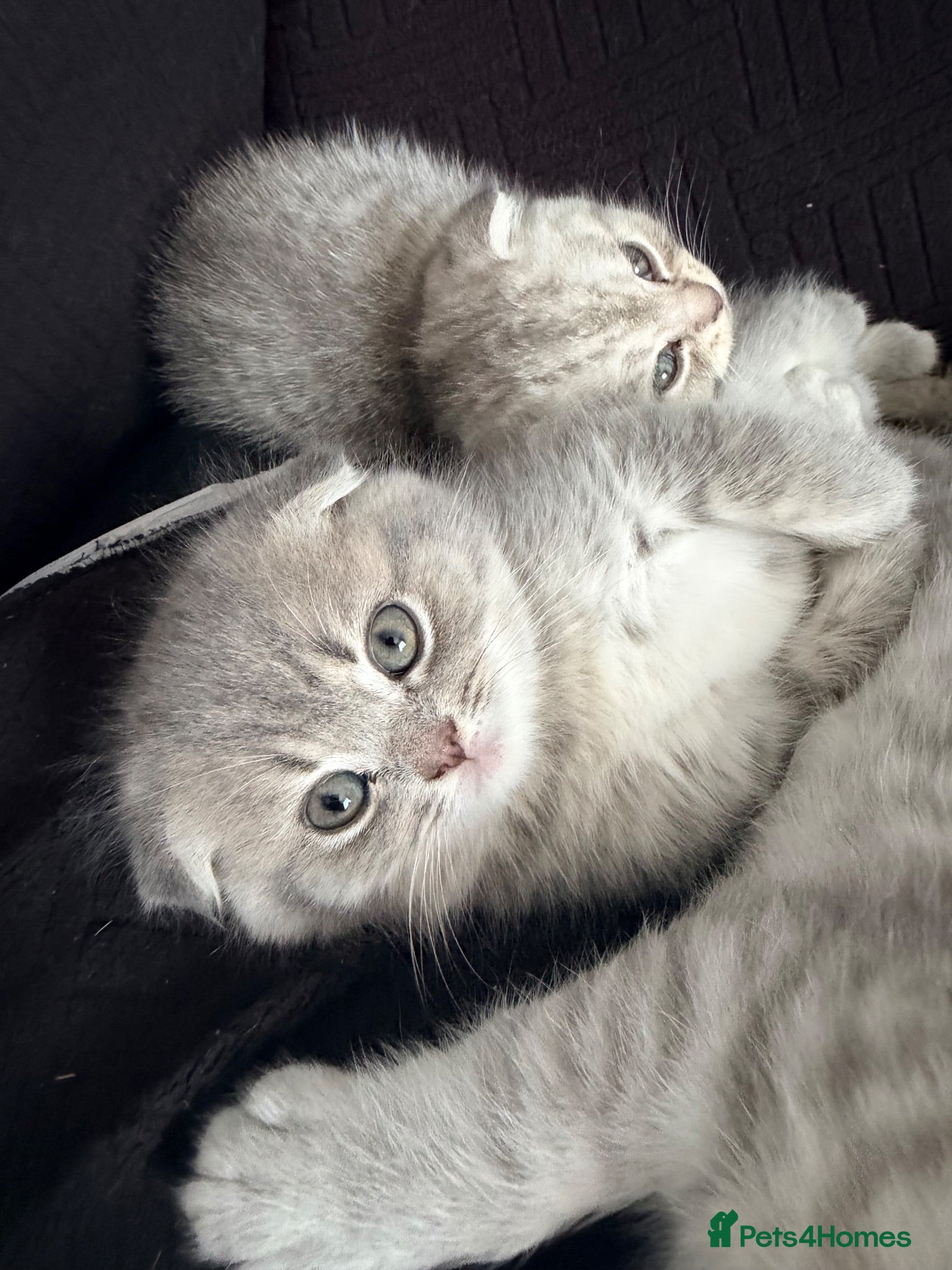 Scottish Fold cats !!! Stunning Scottish fold kittens for sale !!! - Advert 1