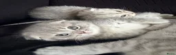 Scottish Fold cats for sale: !!! Stunning Scottish fold kittens for sale !!! - Advert 12