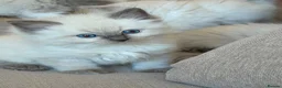 Ragdoll cats for sale: Beautiful Ragdoll💙3 Blue Bi-Colour & 2 Blue Point - Advert 19