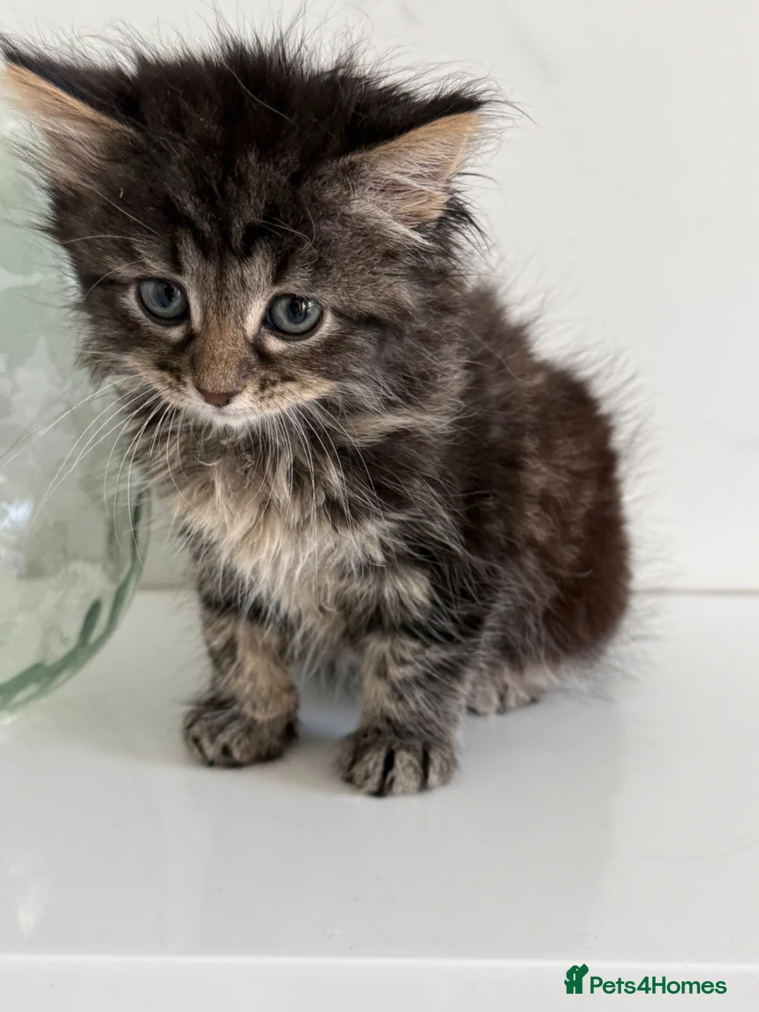 Mixed Breed cats for sale: Mixed breed kitten  in Bradford - Advert 2