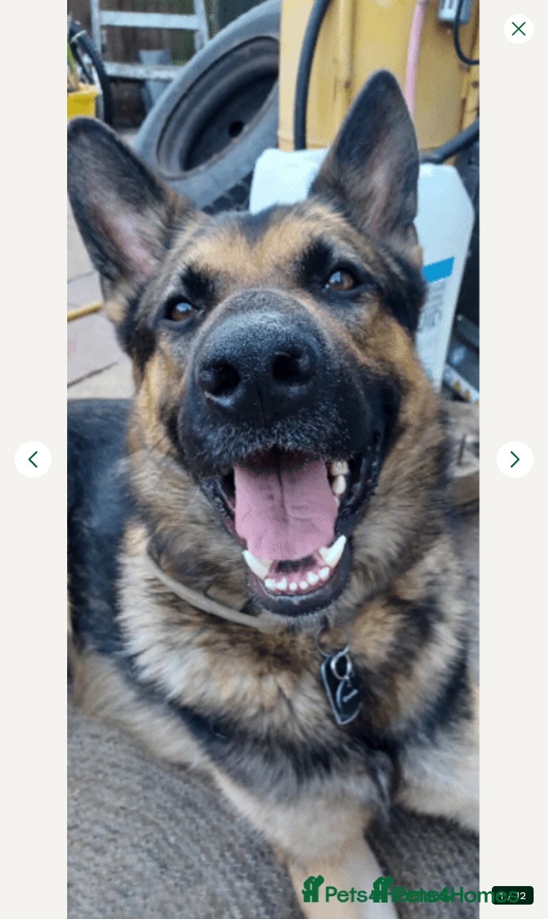 German Shepherd dogs Kash. Very URGENT - Advert 1