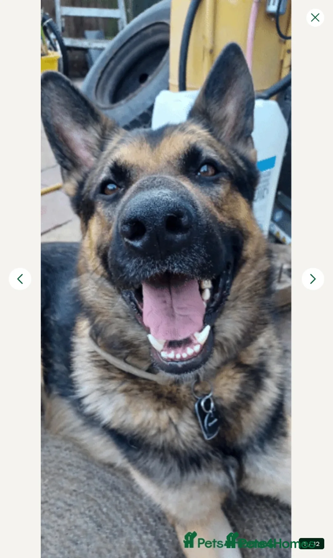 German Shepherd dogs for sale: Kash. Very URGENT - Advert 1