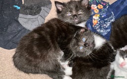Mixed Breed cats for sale: Adorable Kittens, super cute!  - Image 17