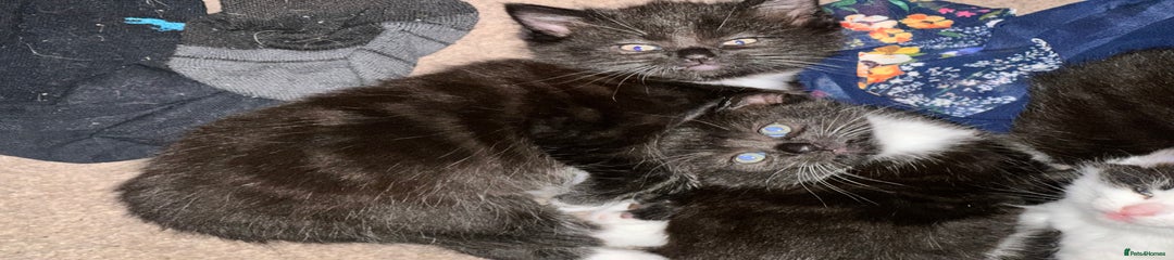 Mixed Breed Kitten 4
