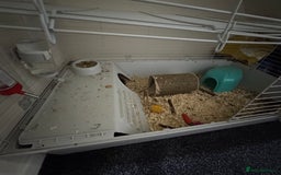 Guinea Pig rodents for sale: 2 male guinea pigs and full cage set up - Image 6