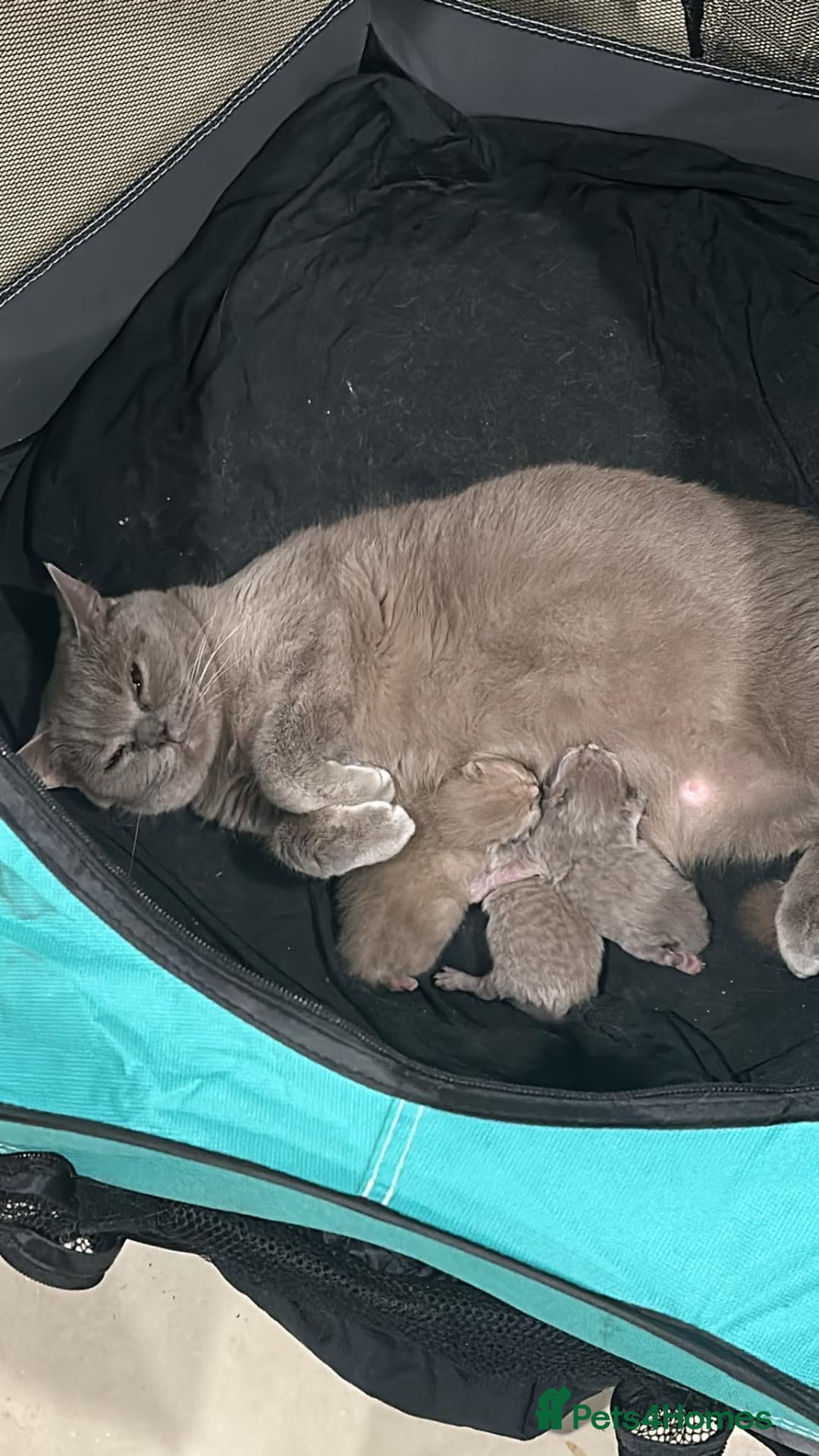 British Shorthair cats British Shorthair Kittens – 1 Boy & 2 Girls - Advert 1