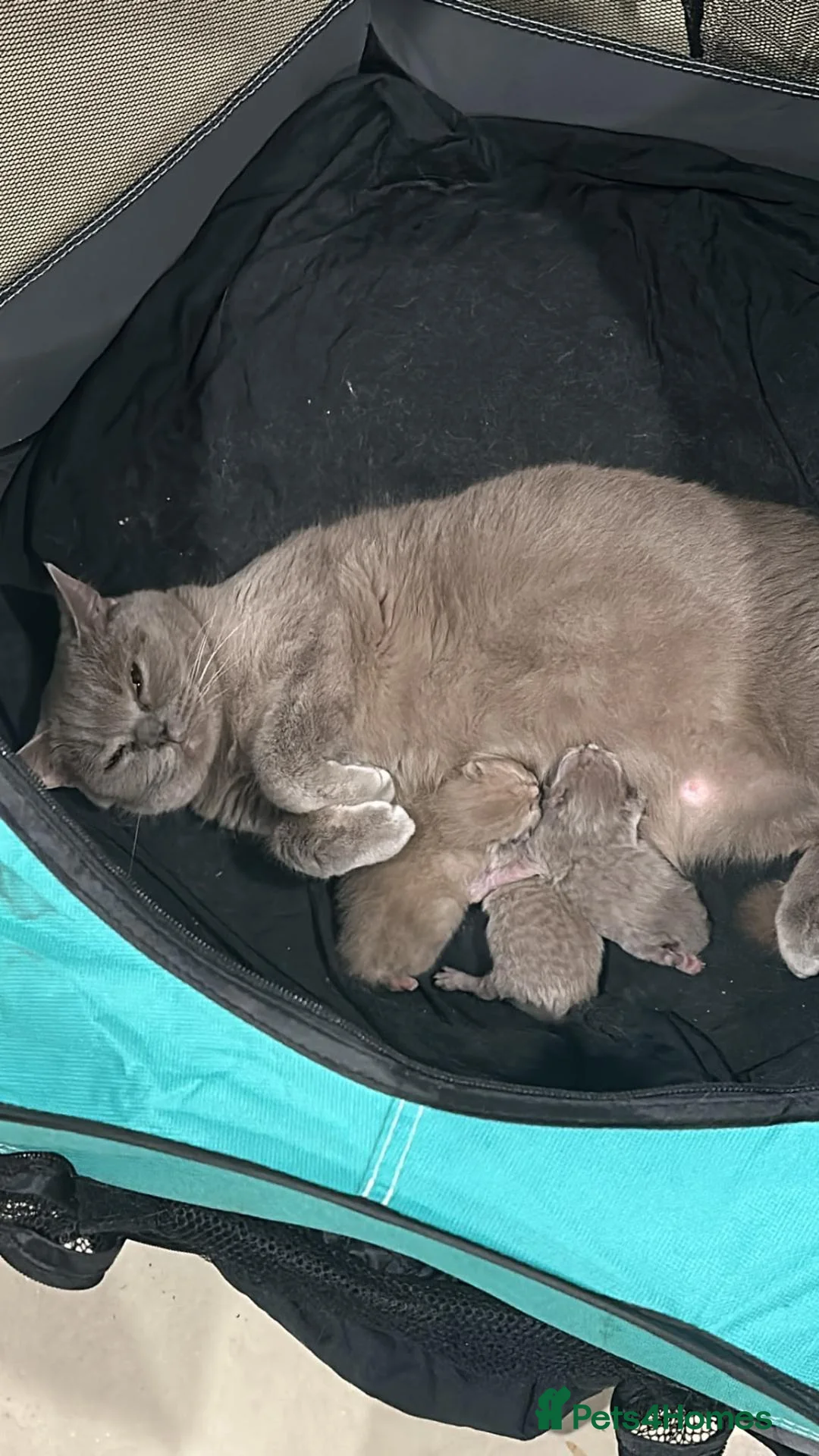British Shorthair cats for sale: British Shorthair Kittens – 1 Boy & 2 Girls - Advert 1