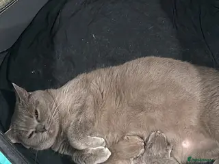 British Shorthair cats British Shorthair Kittens – 1 Boy & 2 Girls - Advert 1