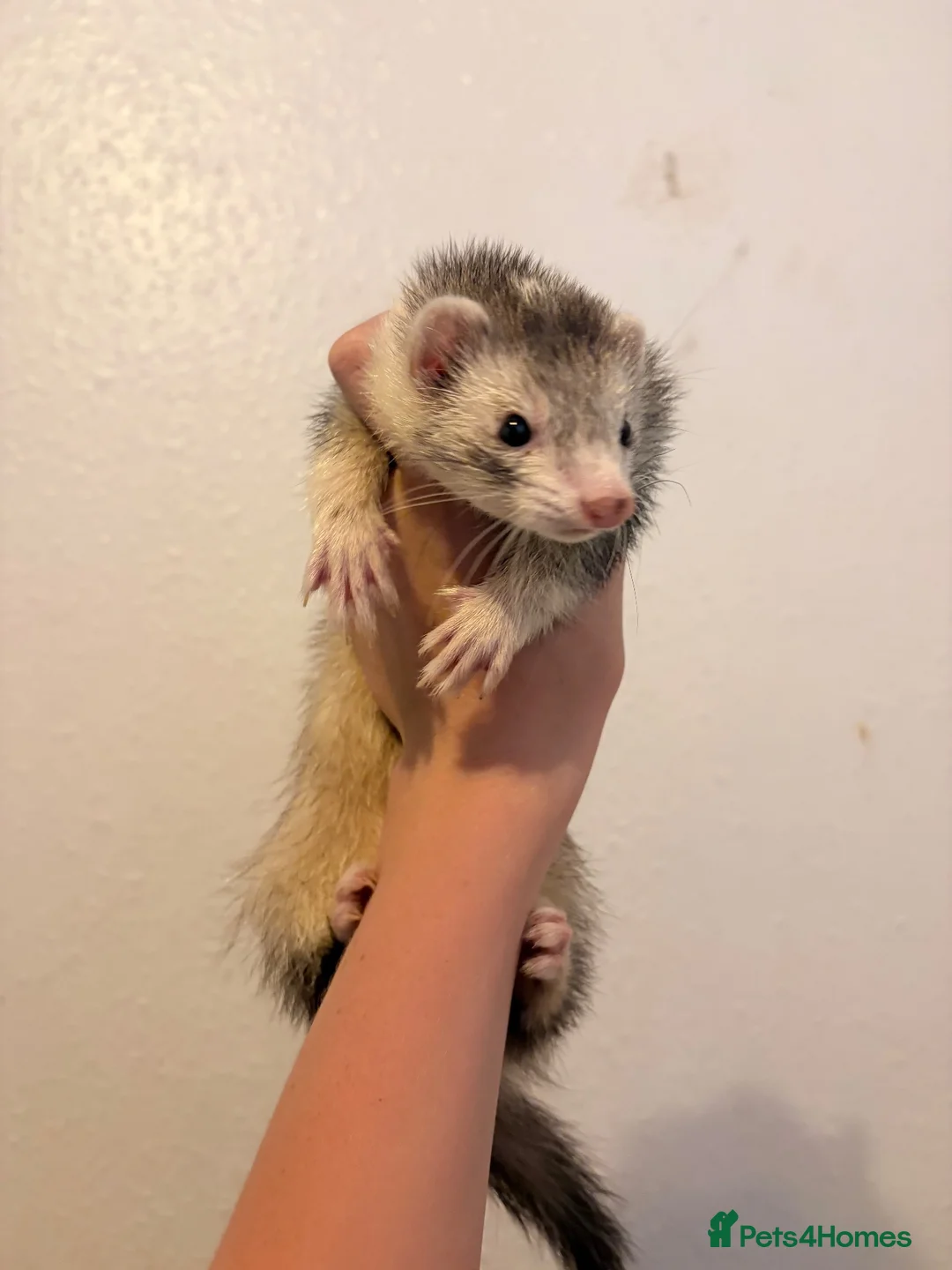Ferret rodents for sale: Female ferrets for sale  in Wednesbury - Advert 2