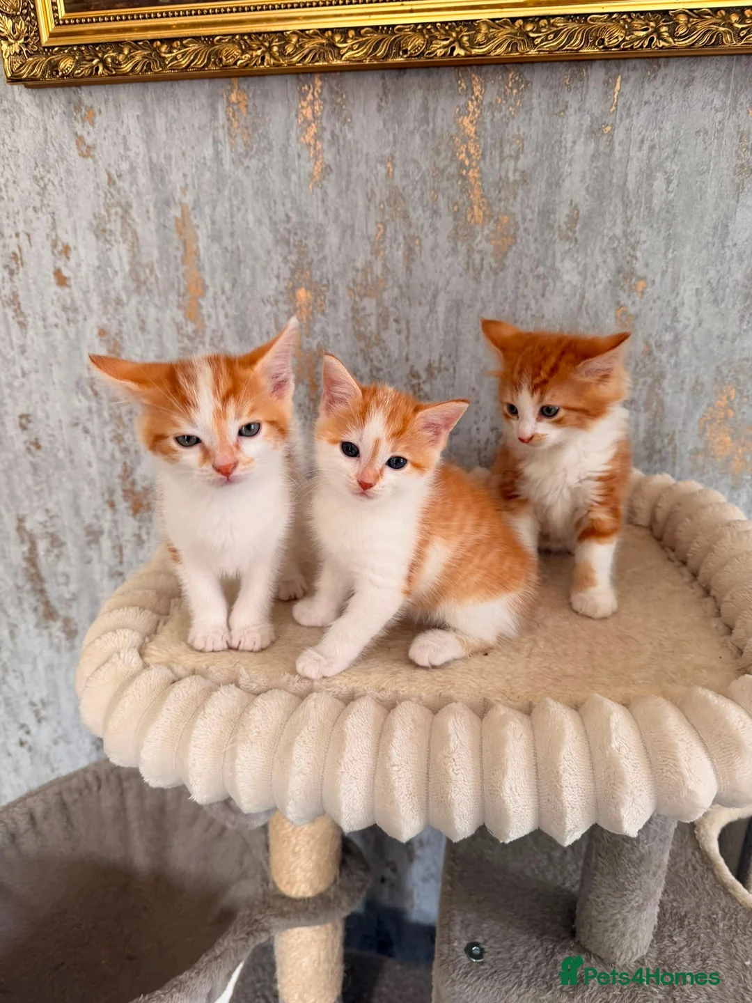 Mixed Breed cats for sale: Domestic shorthair and long hair kittens males  - Advert 2