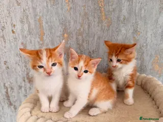 Mixed Breed cats Domestic shorthair and long hair kittens males - Advert 2