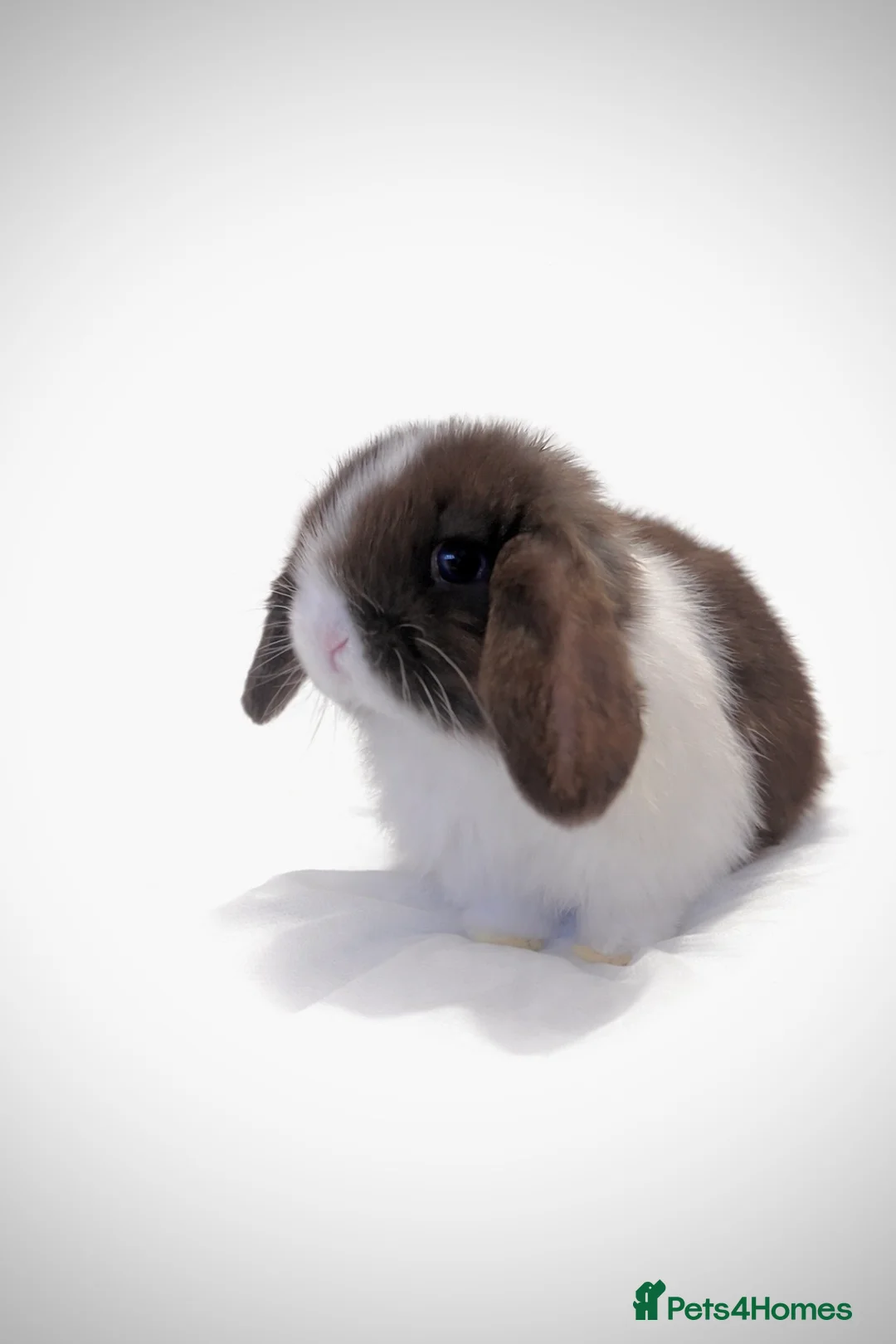 Mini Lop rabbits for sale: Beautiful pure mini lops - Advert 9