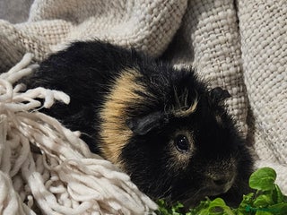 Guinea Pig rodents Male Guinea pig + set up - Advert 1