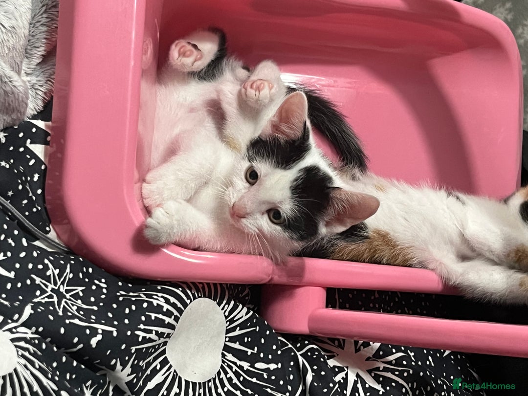 Mixed Breed cats for sale: Beautiful kittens - Image 2