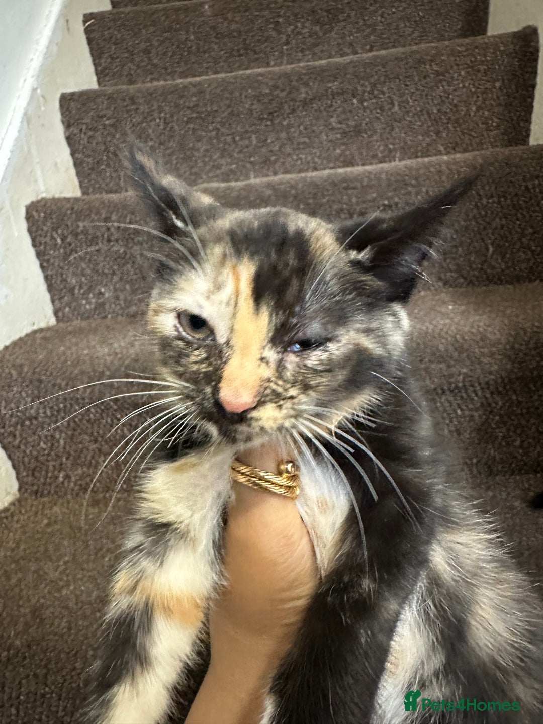 Mixed Breed cats for sale: Playful Kittens 🐾 (Please Read Description) - Image 7