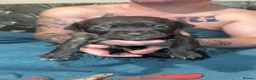 Cane Corso dogs for sale: Cane corso puppy’s  - Advert 7