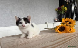 Mixed Breed cats for sale: Three beautiful kittens  - Image 11