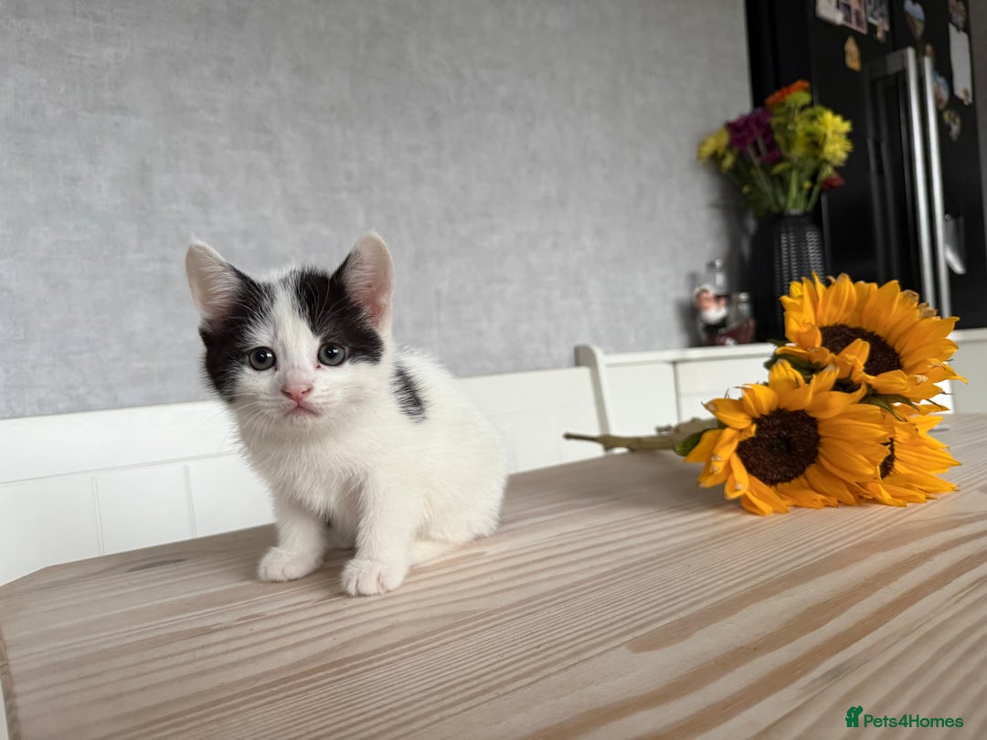 Mixed Breed cats for sale: Three beautiful kittens  - Image 11