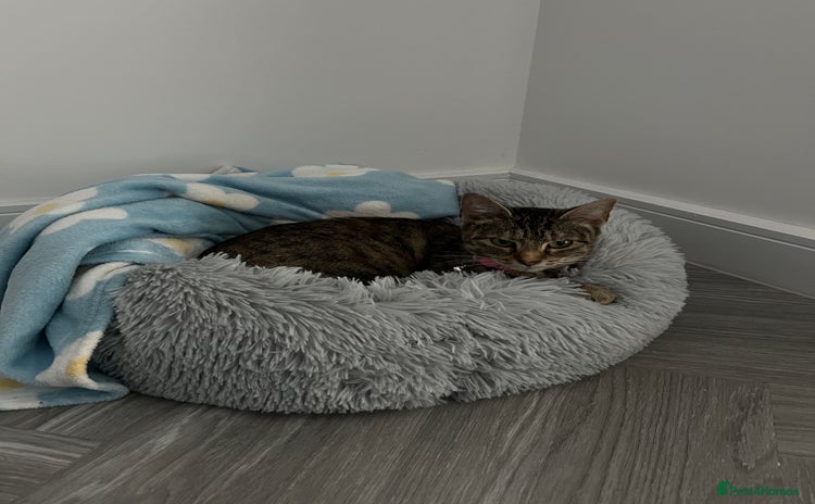 Mixed Breed cats - Advert 1