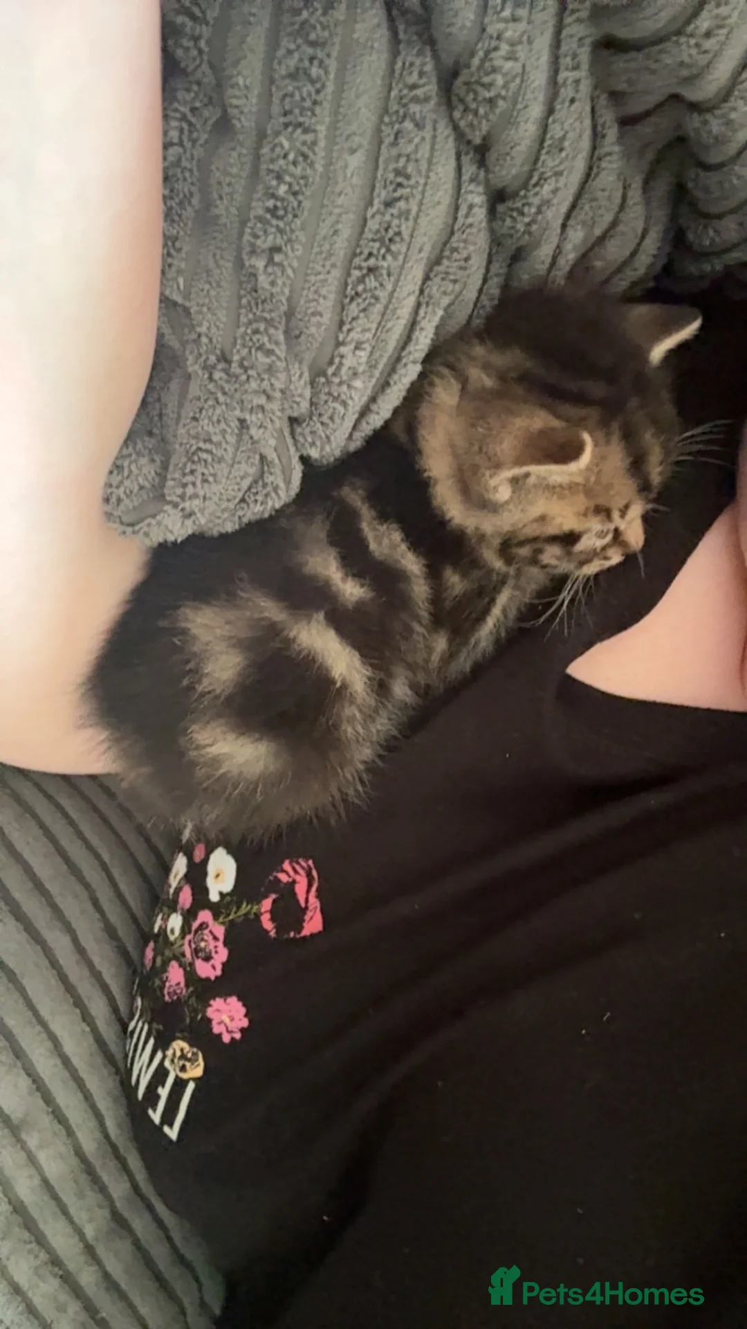 Mixed Breed cats for sale: Two beautiful mixed breed kittens  in Aberdare - Advert 1