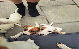 Jack Russell dogs for sale: Jolly Joyful Jack Russells  - Image 2