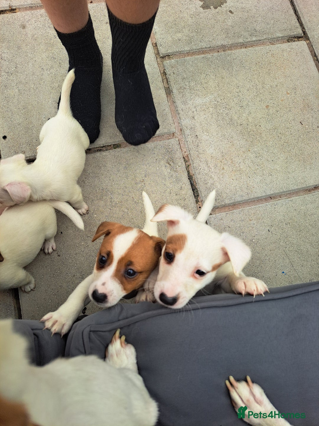 Jack Russell dogs for sale: Jolly Joyful Jack Russells  - Image 2
