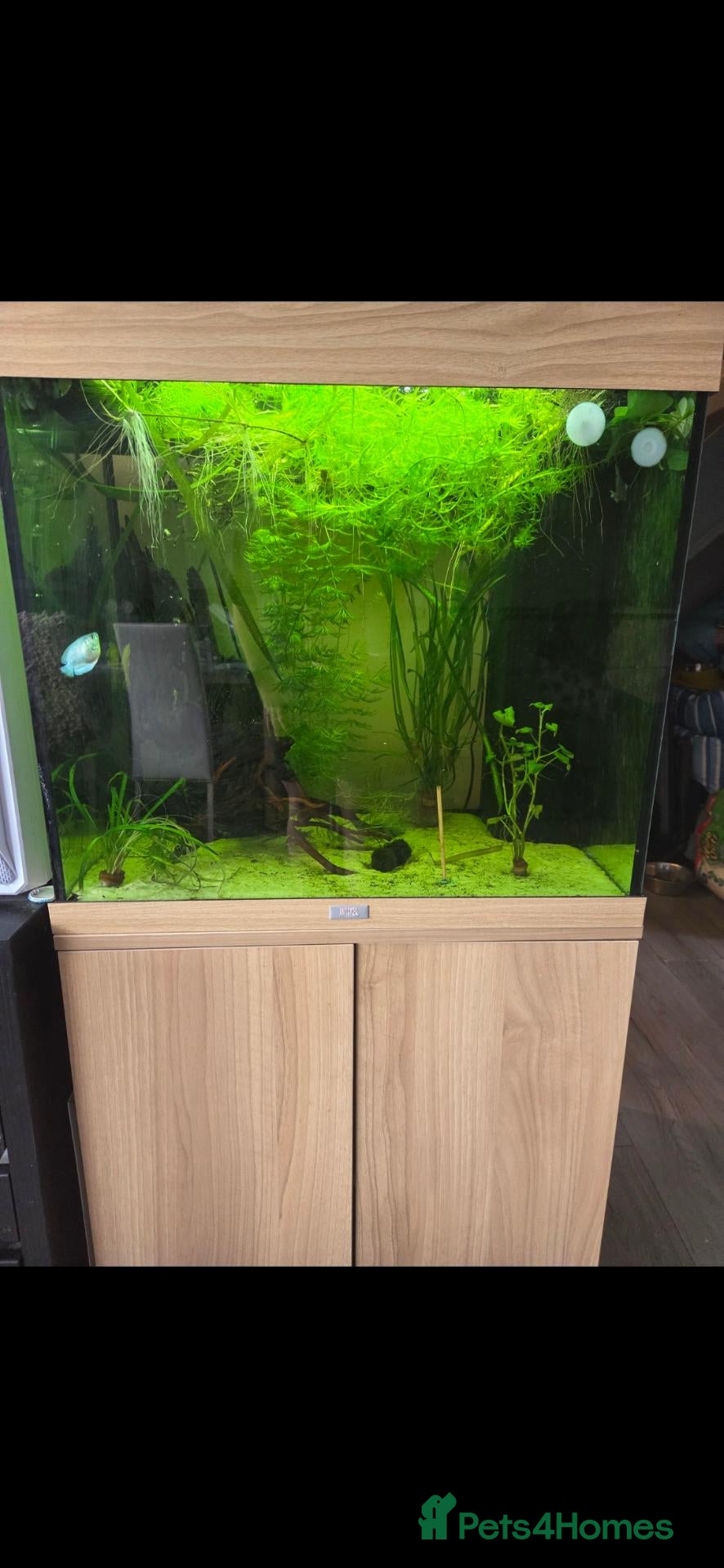 Other/Mixed Breed fish Juwel Lido 120 Aquarium & unit and all fish  - Advert 1