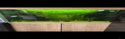 Other/Mixed Breed fish for sale: Juwel Lido 120 Aquarium & unit and all fish  - Advert 1