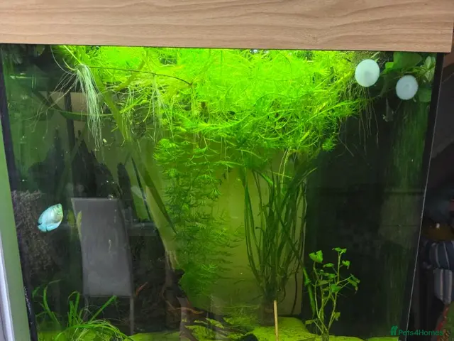 Other/Mixed Breed fish for sale: Juwel Lido 120 Aquarium & unit and all fish - Advert 1