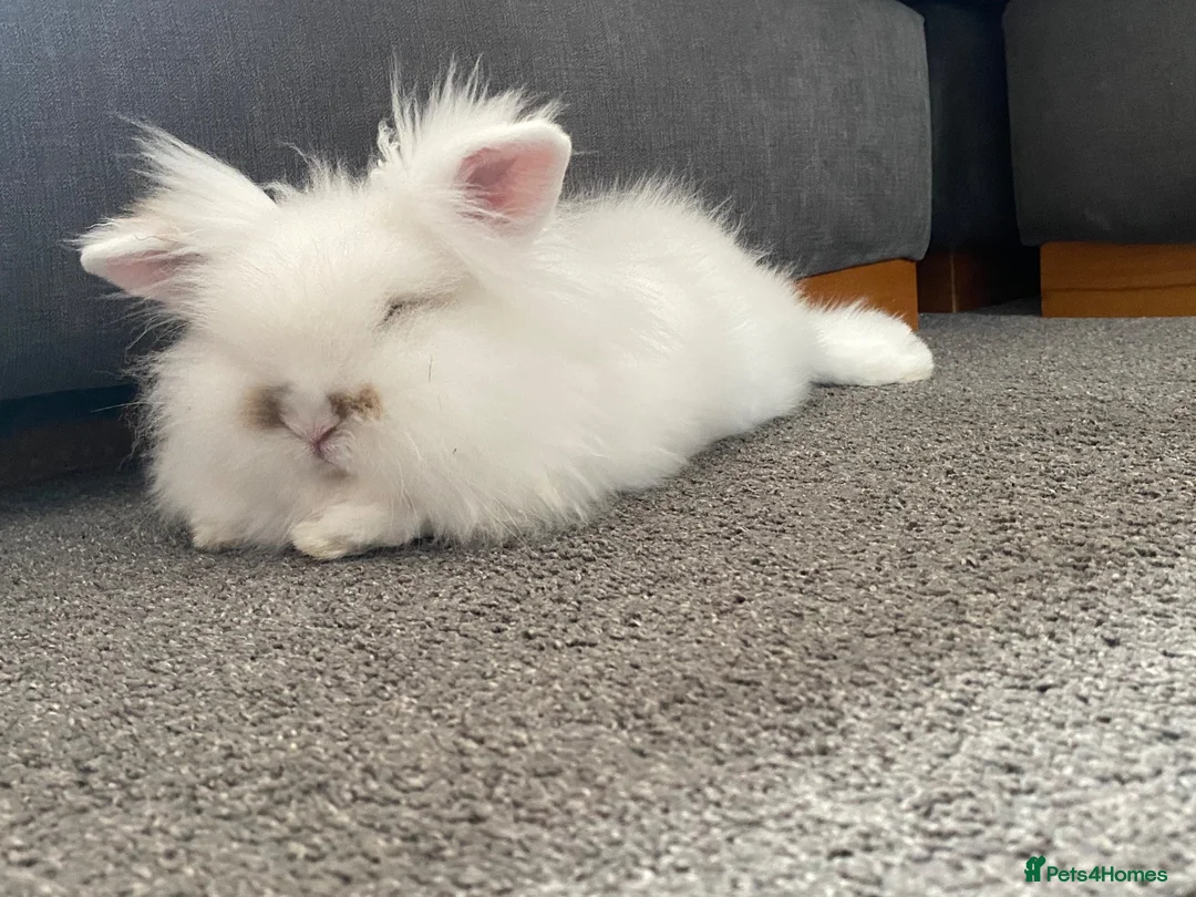 Mini Lion Lop rabbits for sale: PETER Mini lion lop in Crickhowell - Advert 1