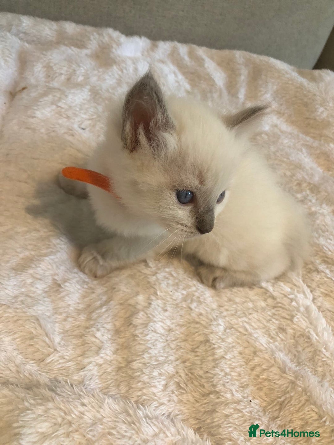 Ragdoll cats for sale: 🐾 1 Ragdoll Kitten (F) Left! - Parents GCCF 🐾 - Advert 25