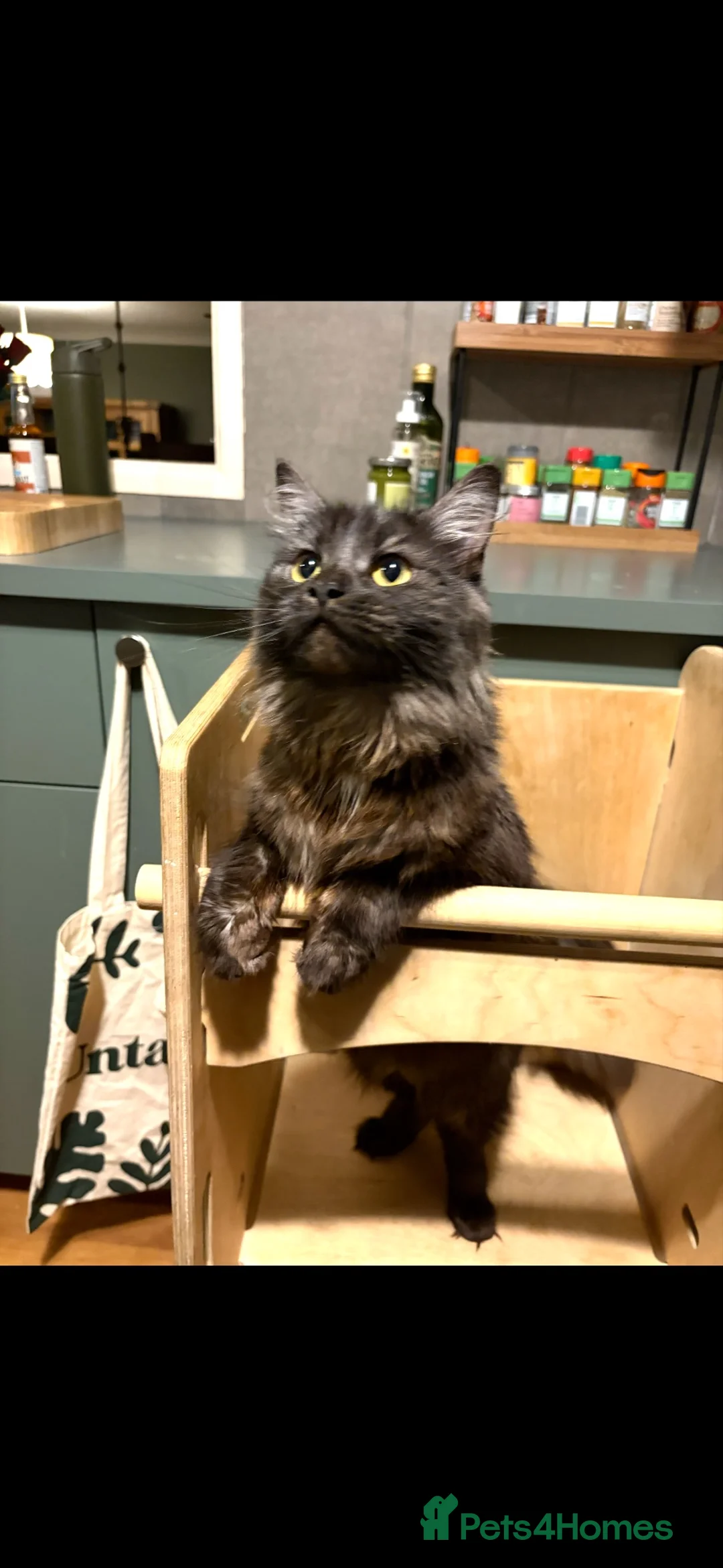 Mixed Breed cats for sale: New home needed - Advert 2