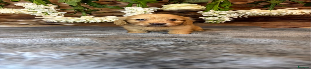 Miniature Dachshund Puppy 3