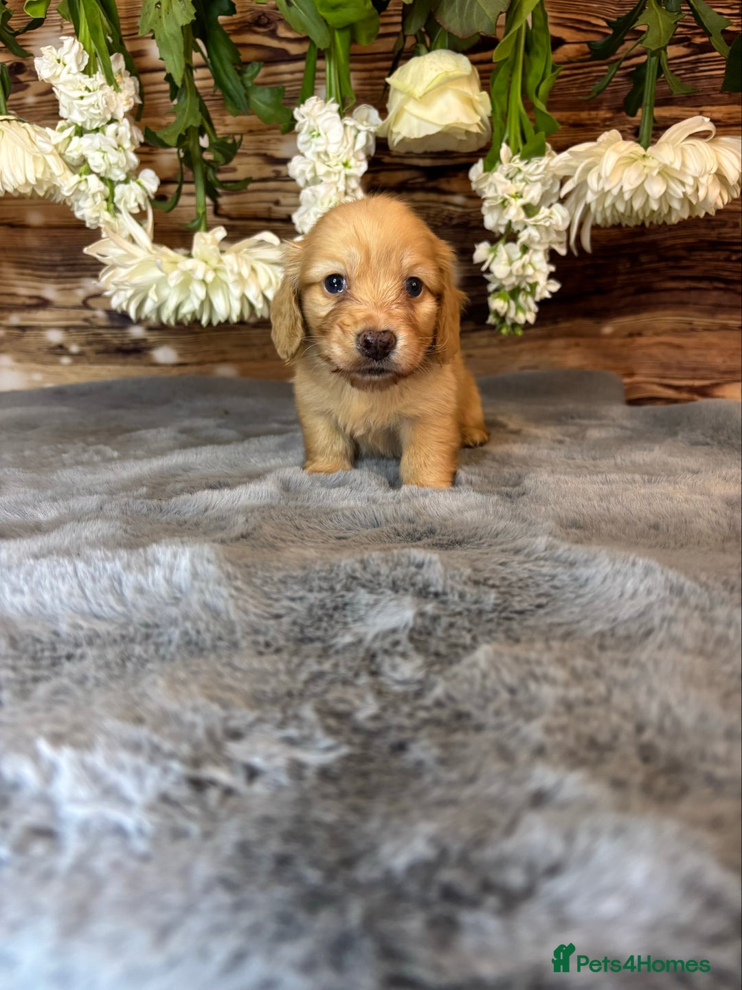 Miniature Dachshund dogs for sale: miniature long coat dachshunds - Image 12