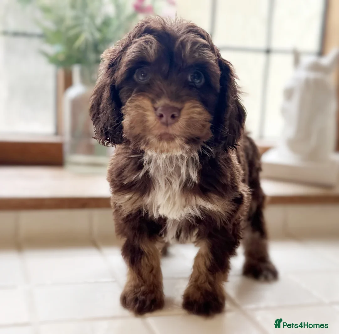 Cockapoo dogs for sale: Stunning health tested Cocker Poo puppies  - Advert 1