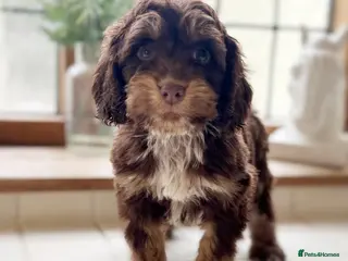 Cockapoo dogs for sale: Stunning health tested Cocker Poo puppies - Advert 1