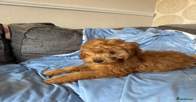 Cockapoo dogs - Advert 5