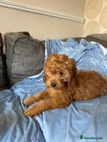 Cockapoo dogs - Advert 5