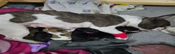 Mixed Breed dogs for sale: French bull weiner puppies - Advert 9