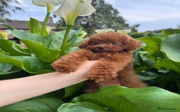 Toy Poodle dogs for sale: Asian Poodle Girl  in London - Image 4