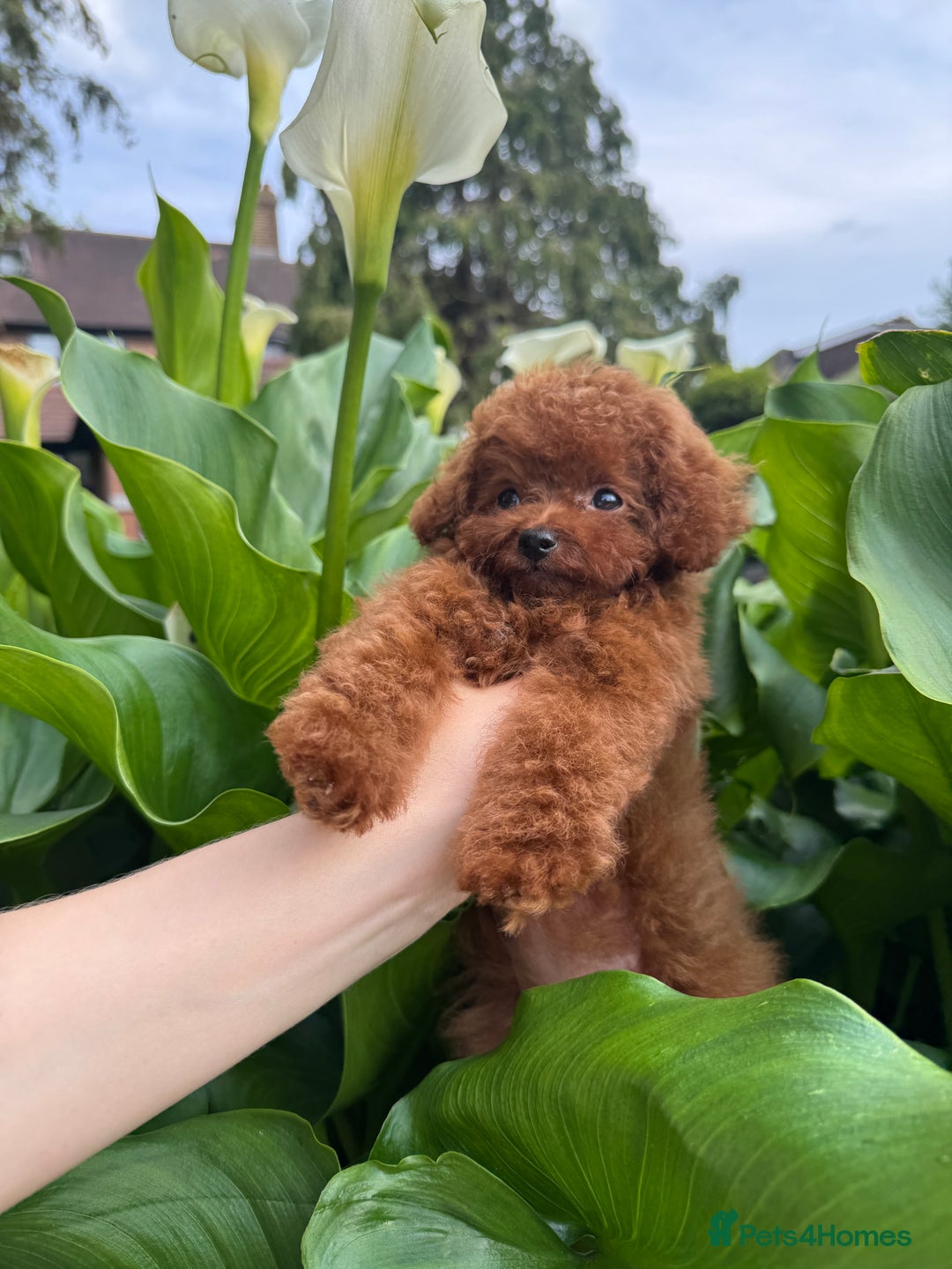 Toy Poodle dogs for sale: Asian Poodle Girl  in London - Image 4
