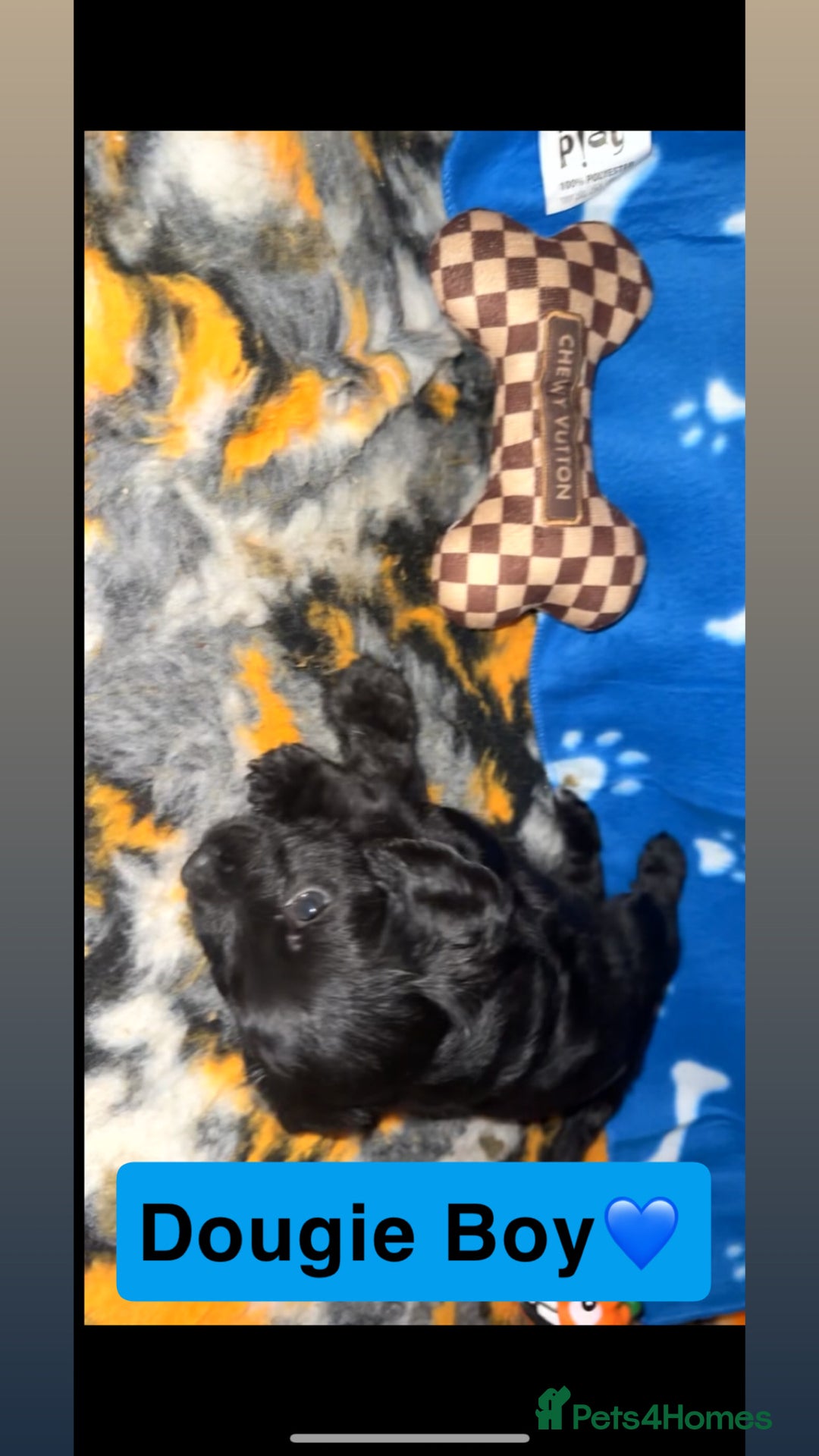 Mixed Breed dogs for sale: 4 Gorgeous Cocker Spaniel Cross Border Collies - Image 11