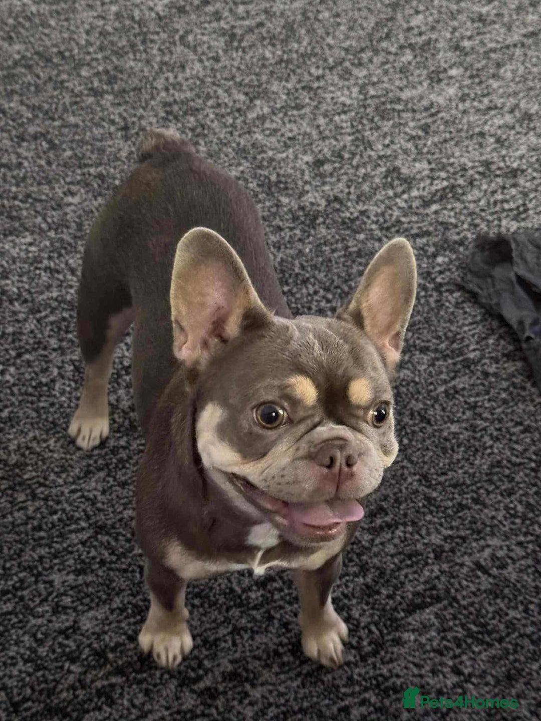 French Bulldog dogs for sale: French buldog - Advert 1